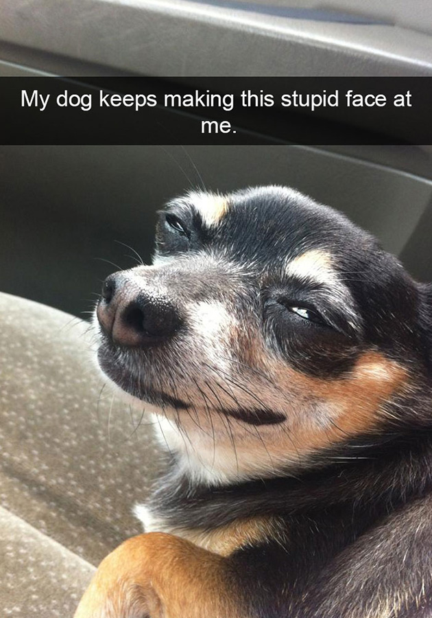 funny-dog-snapchats
