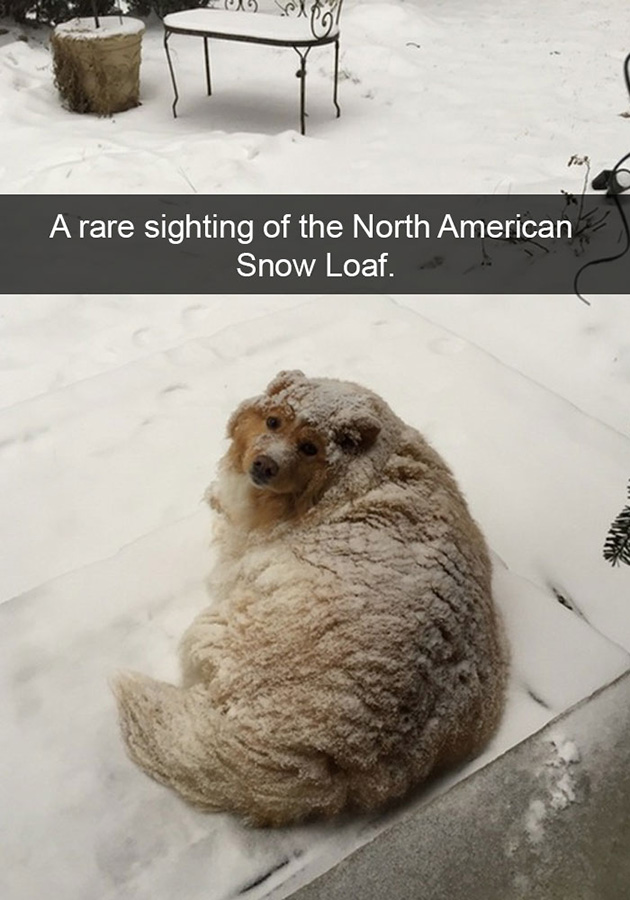 funny-dog-snapchats