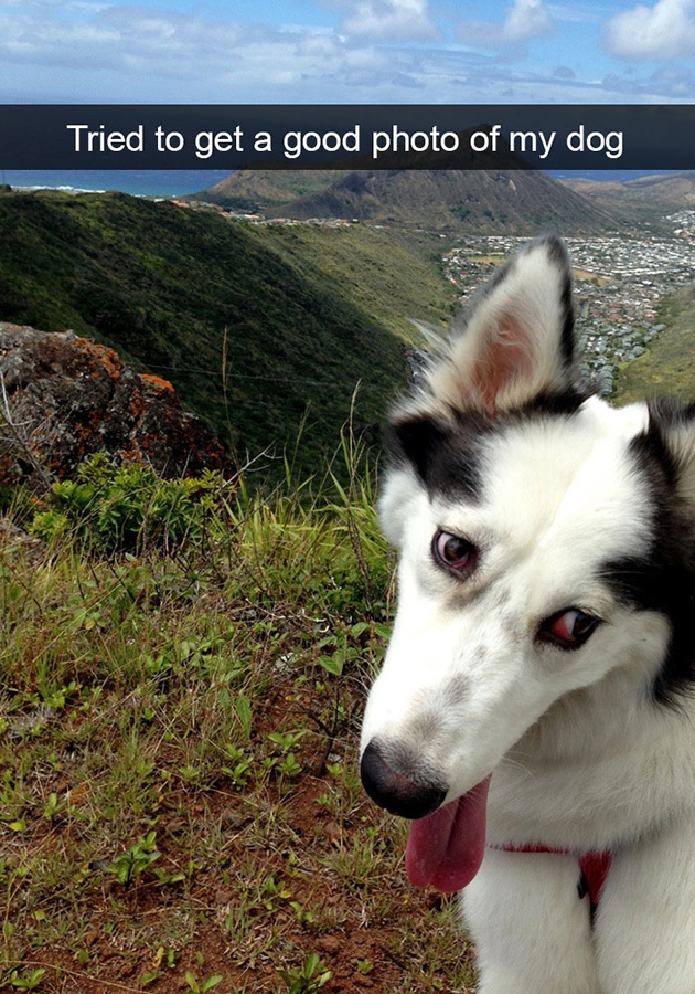 funny-dog-snapchats