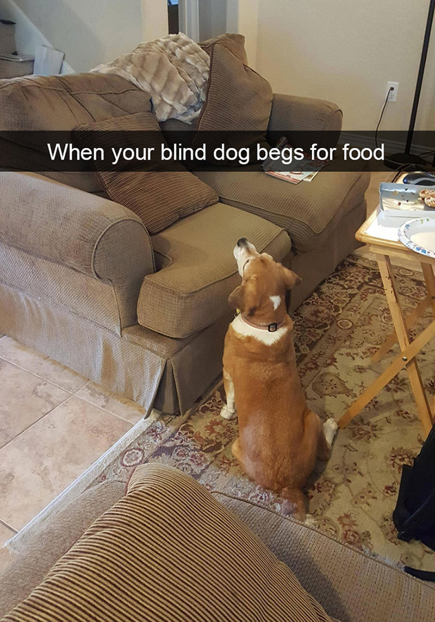 funny-dog-snapchats