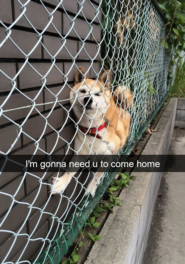 funny-dog-snapchats