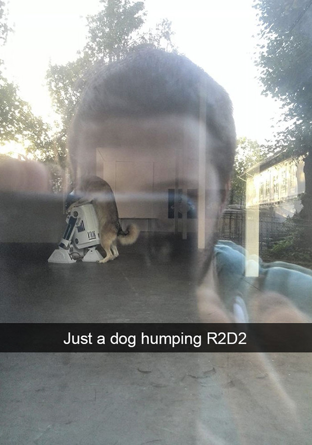 funny-dog-snapchats