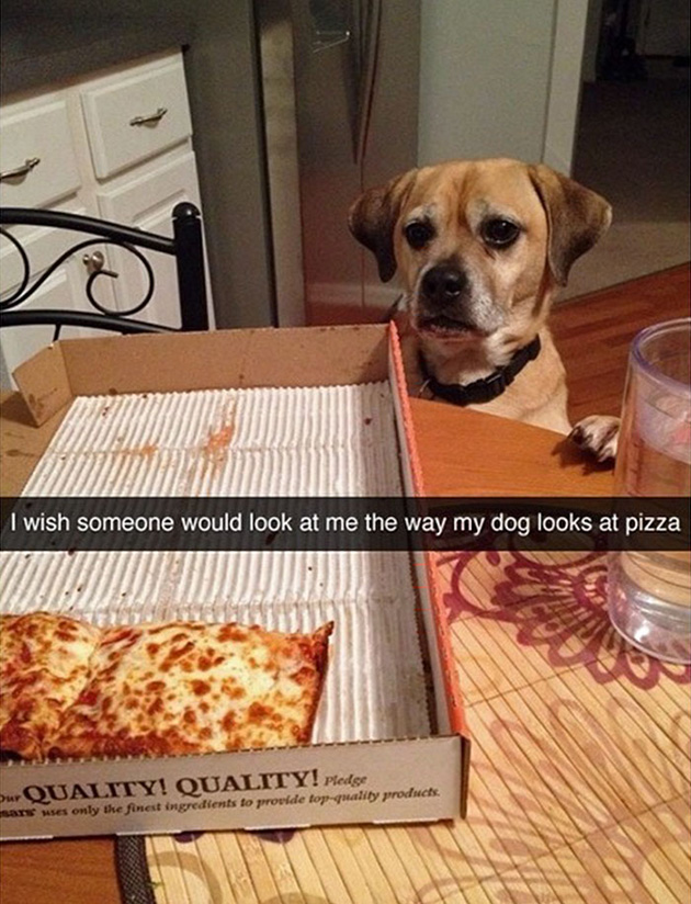 funny-dog-snapchats