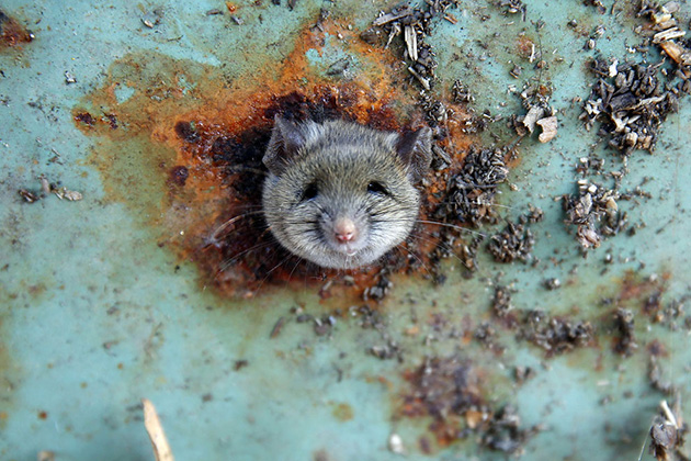 hungry rat