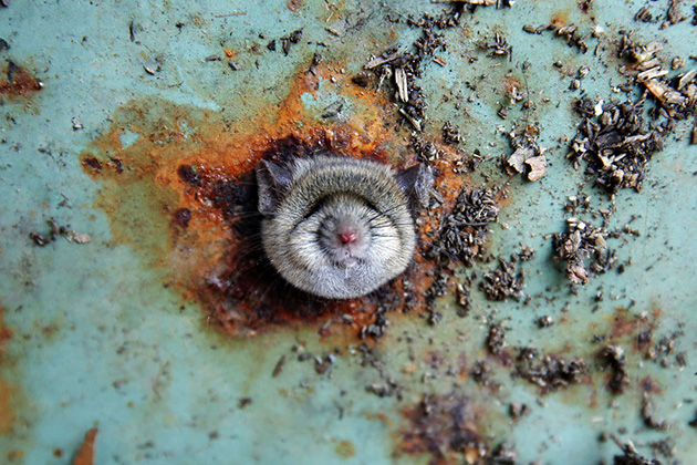 hungry rat