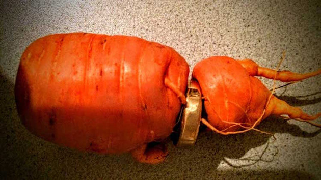 lost-wedding-ring-in-carrot-1
