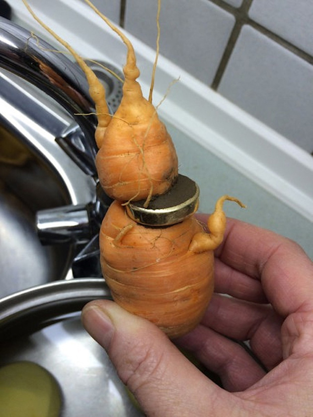 lost-wedding-ring-in-carrot-2