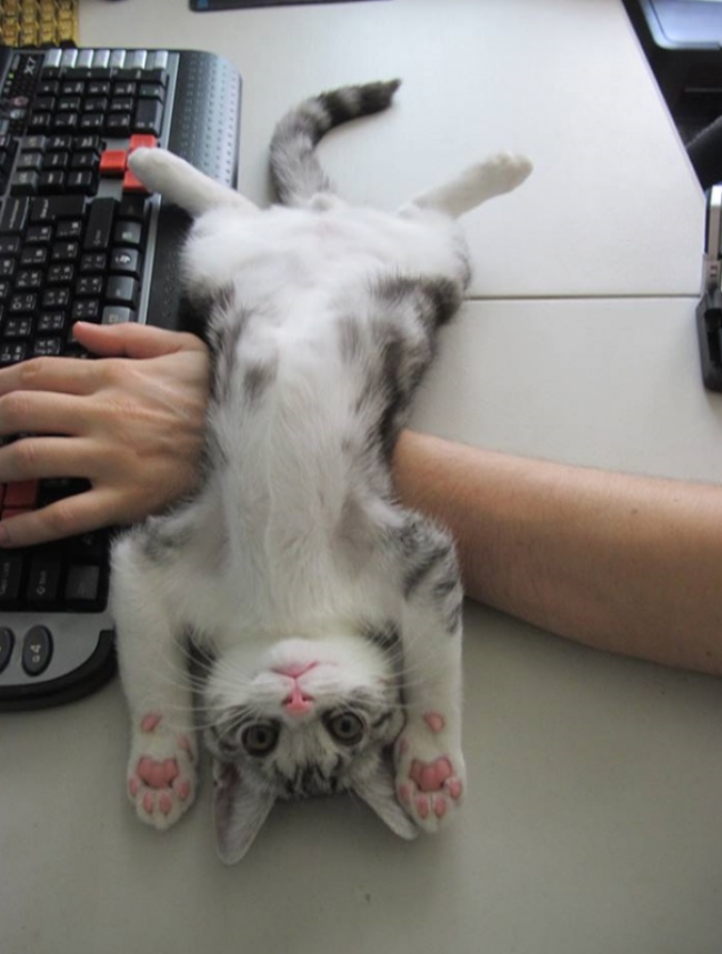 ridiculous cats dont understand personal space