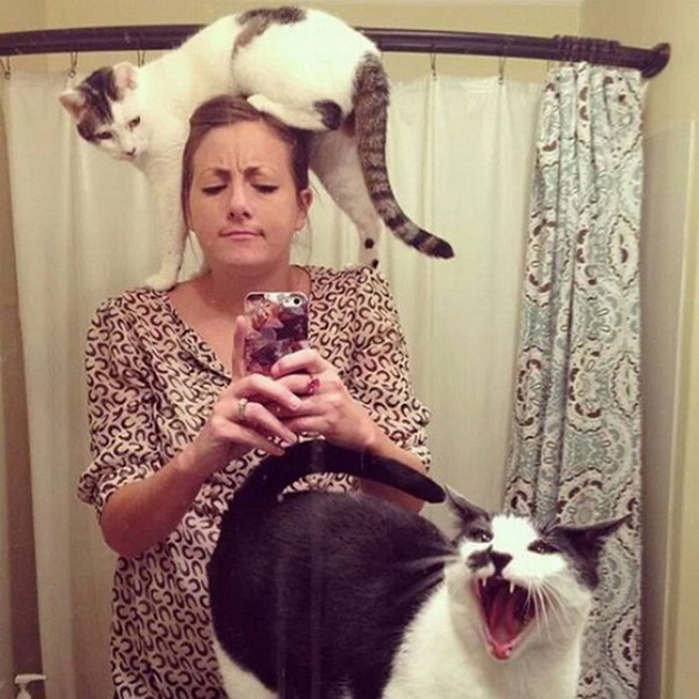 ridiculous cats dont understand personal space