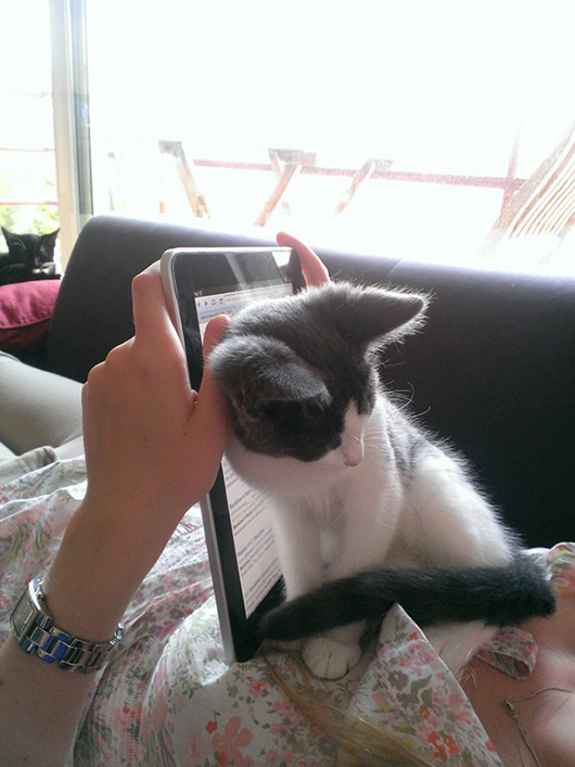 ridiculous cats dont understand personal space
