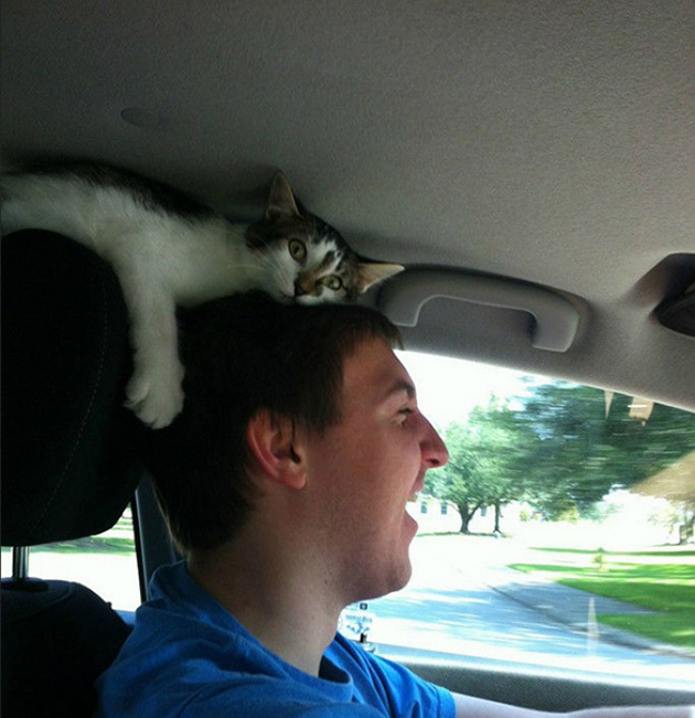 ridiculous cats dont understand personal space
