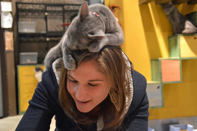 ridiculous cats dont understand personal space
