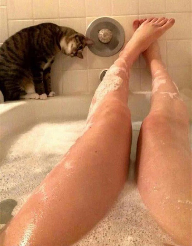 ridiculous cats dont understand personal space