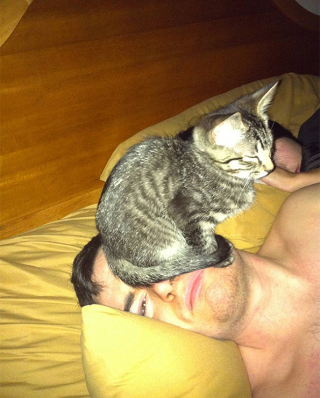ridiculous cats dont understand personal space