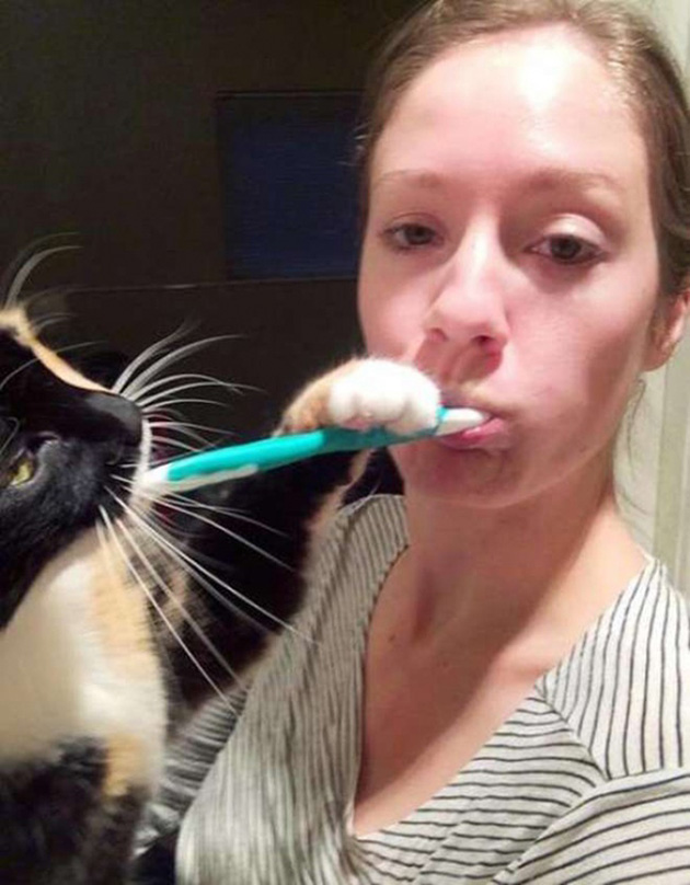 ridiculous cats dont understand personal space