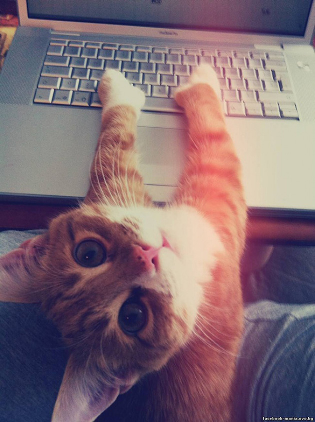ridiculous cats dont understand personal space