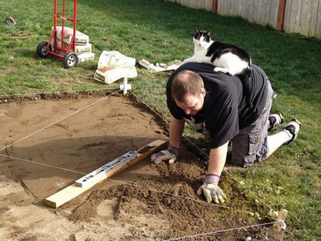 ridiculous cats dont understand personal space