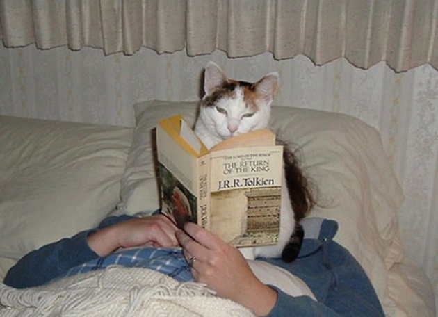 ridiculous cats dont understand personal space