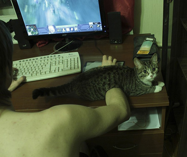 ridiculous cats dont understand personal space