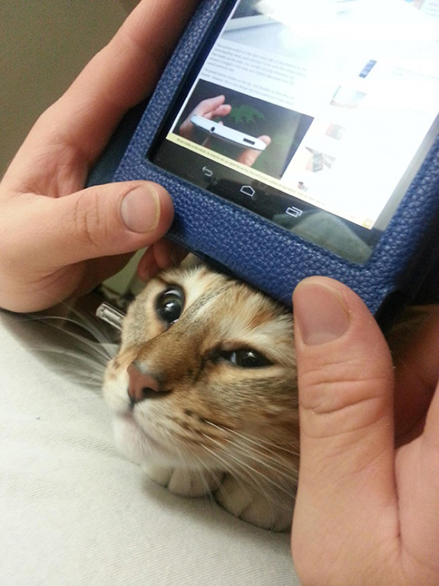 ridiculous cats dont understand personal space
