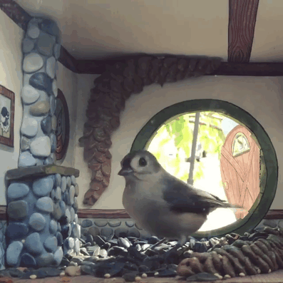 tiny bird friends homes