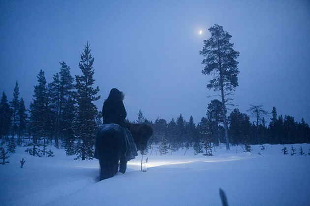 arctic-love