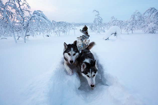 arctic-love