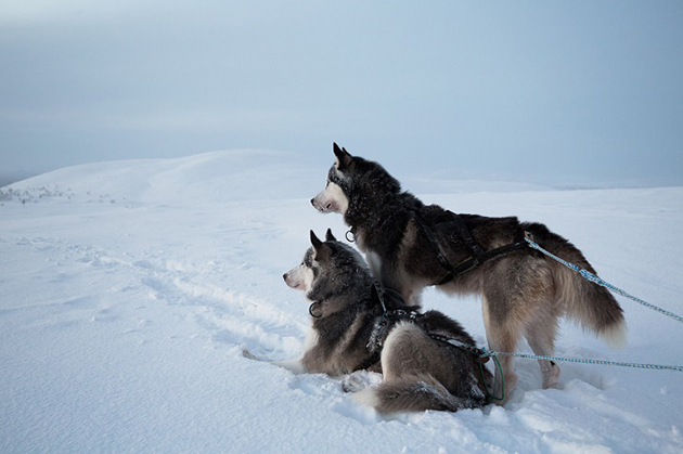arctic-love