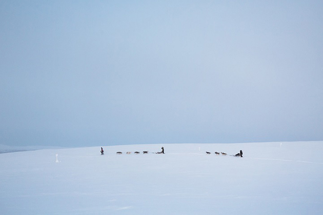 arctic-love