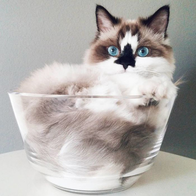 albert Instagram famous munchkin cat