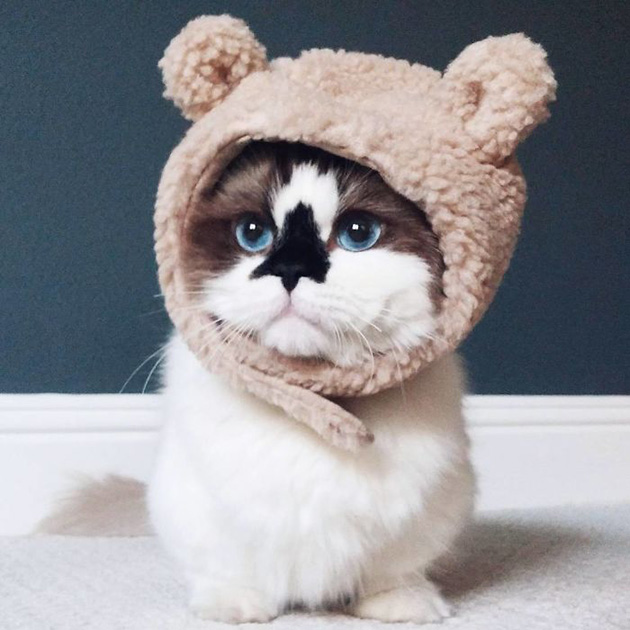 albert Instagram famous munchkin cat