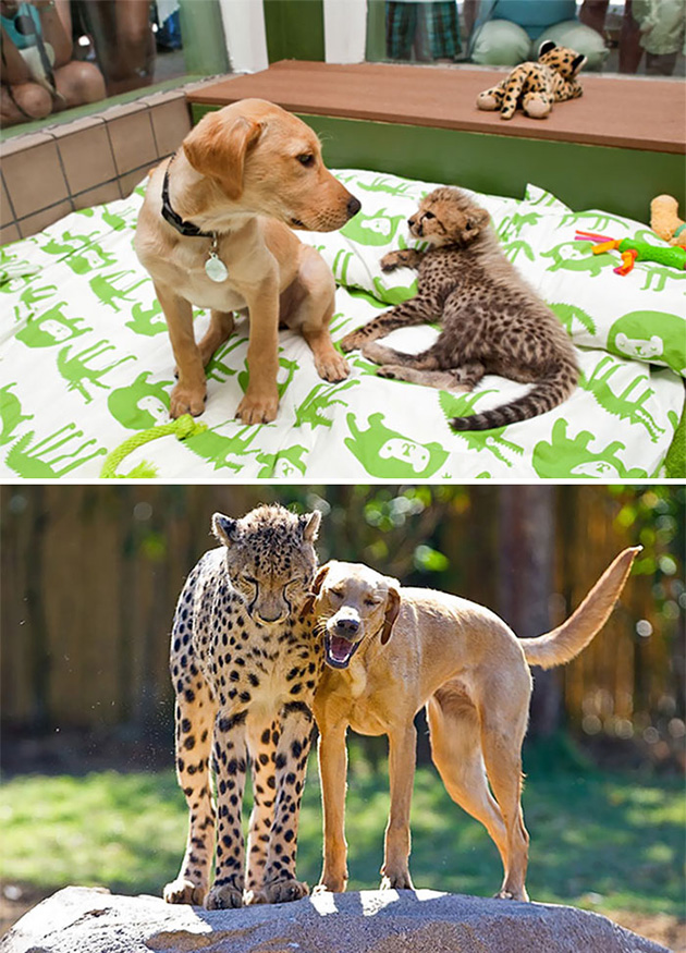 animal friends growing up
