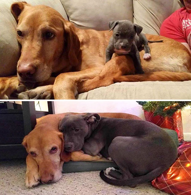 animal friends growing up