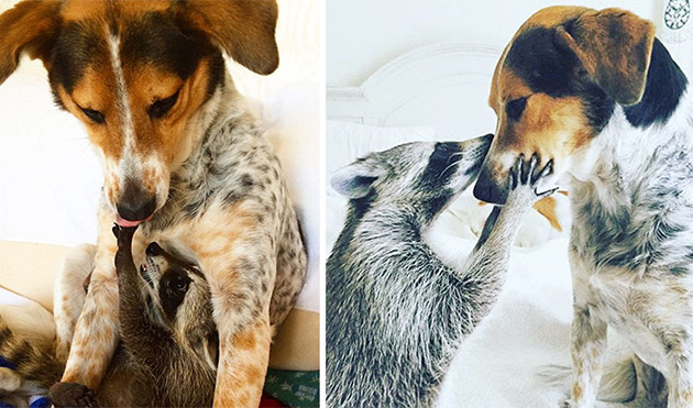 animal friends growing up