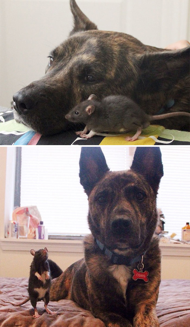 animal friends growing up
