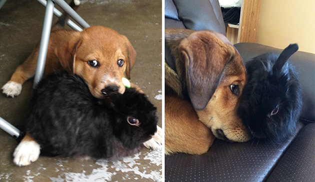 animal friends growing up