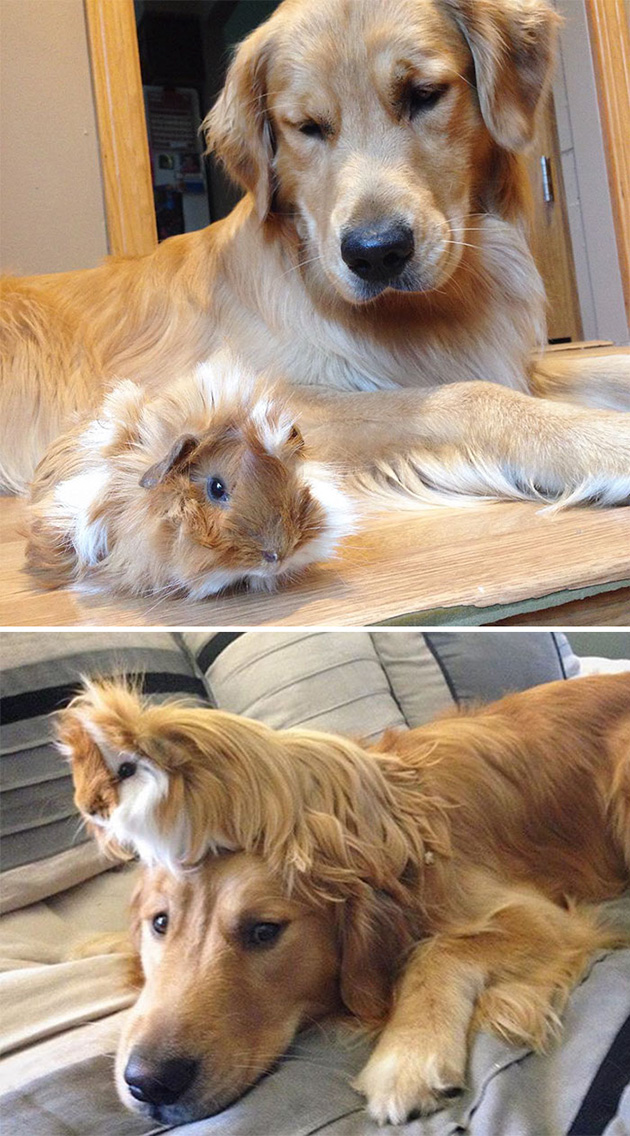 animal friends growing up
