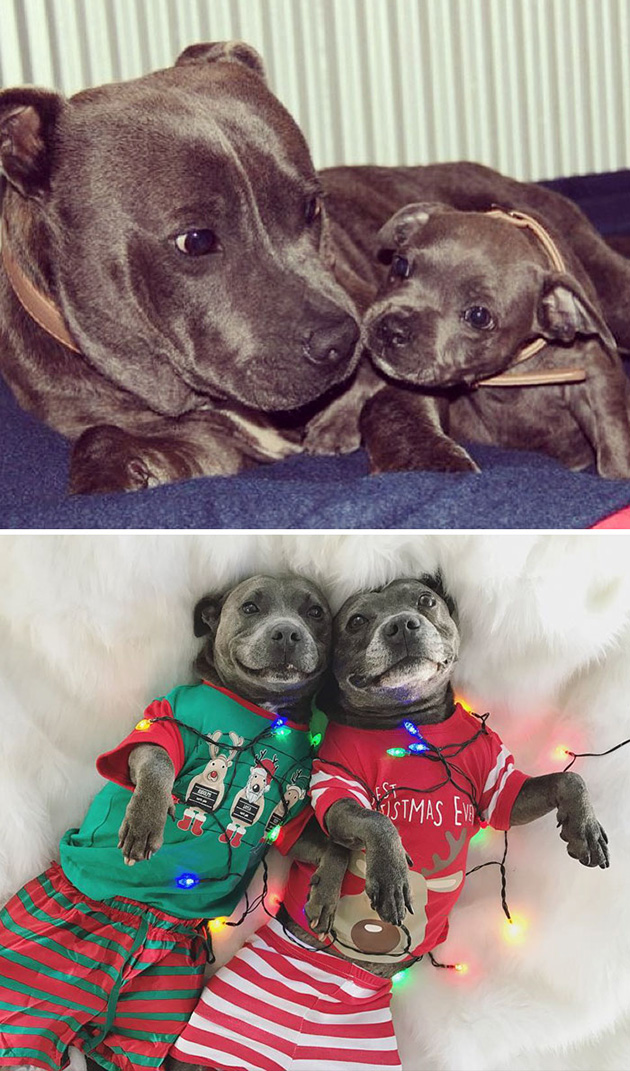 animal friends growing up