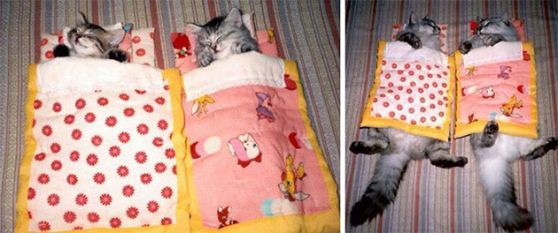 animal friends growing up
