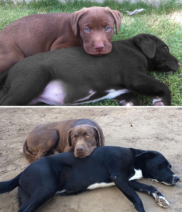 animal friends growing up