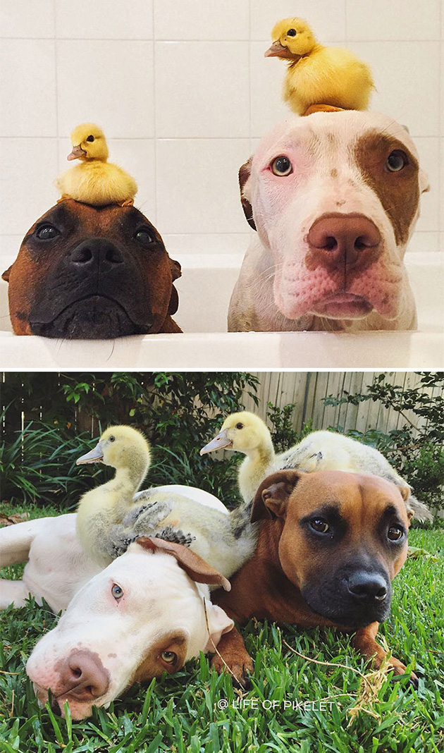 animal friends growing up