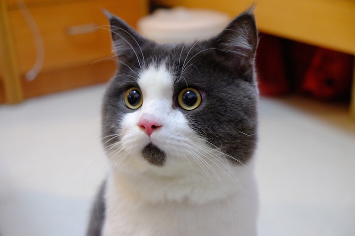 banye-surprised-cat