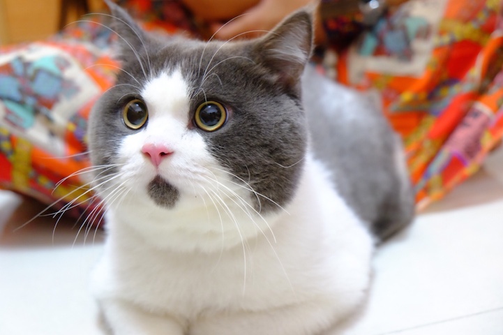banye-surprised-cat