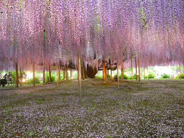 beautiful wisteria tree