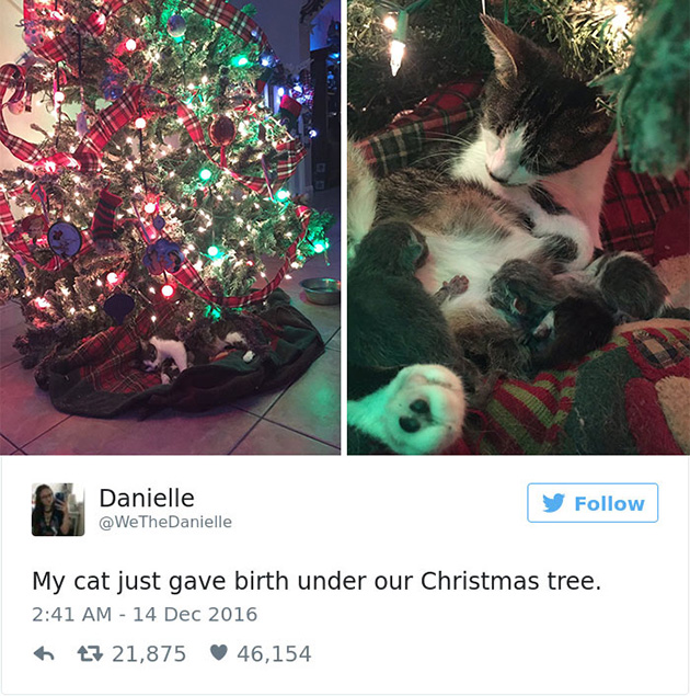 best cat tweets