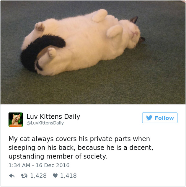 best cat tweets