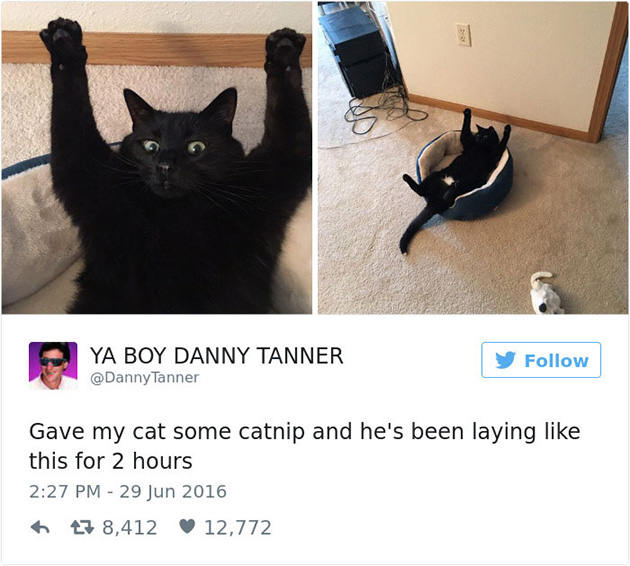 best cat tweets
