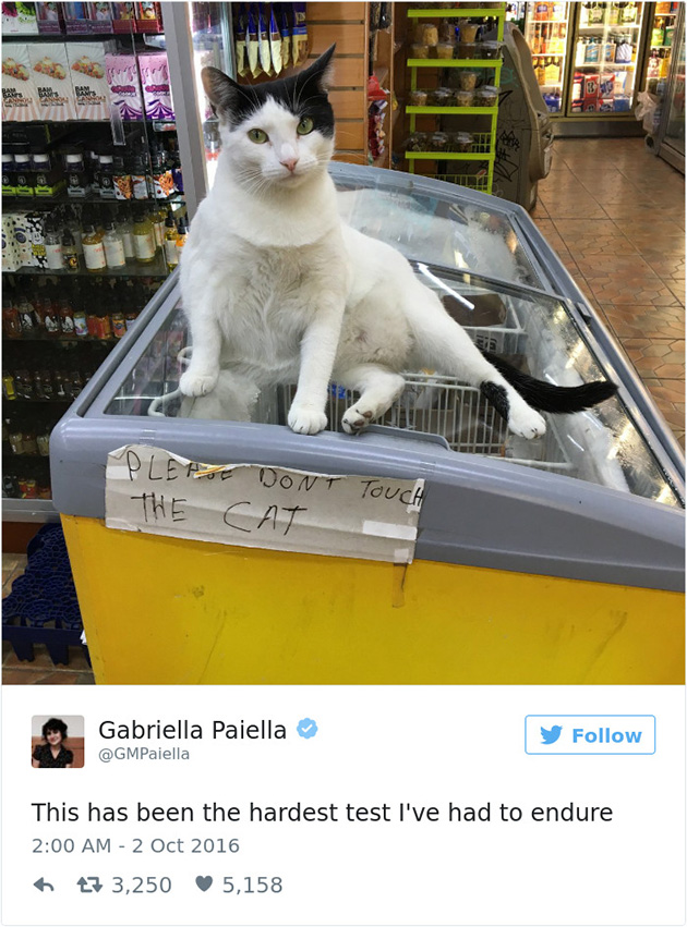 best cat tweets