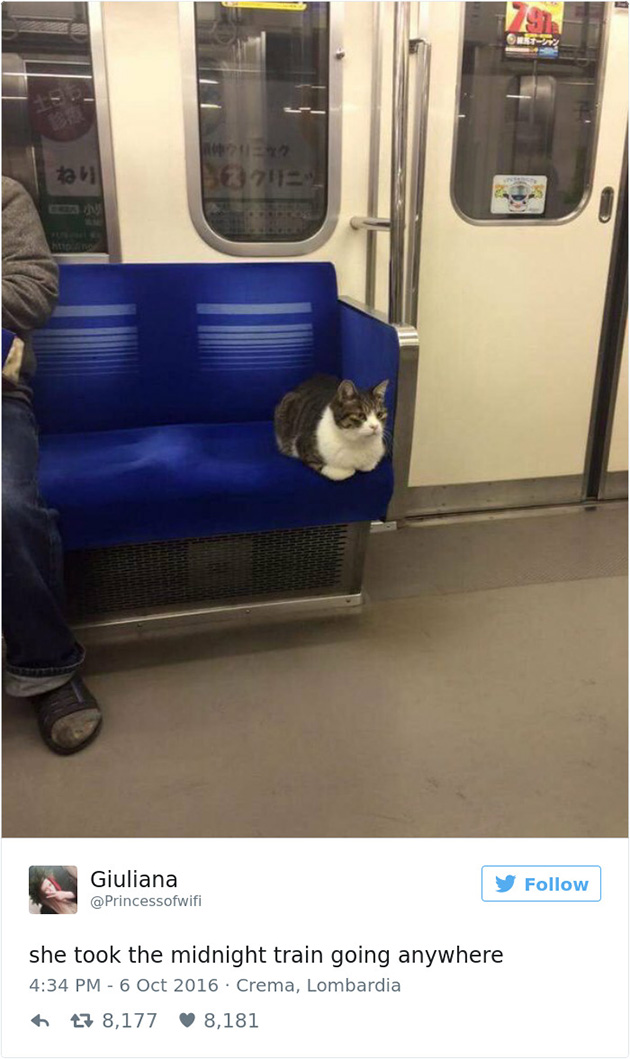 best cat tweets