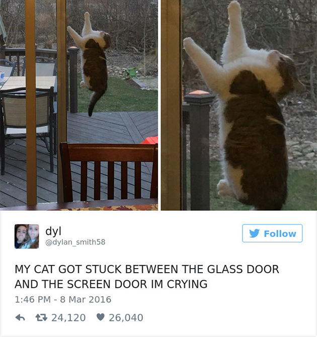 best cat tweets
